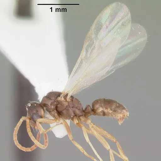 Hypoponera opacior specimen CASENT0103967 image casent0103967_4