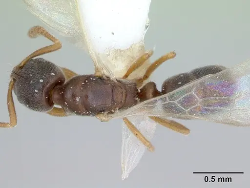 Hypoponera opacior specimen CASENT0173295 image casent0173295_1