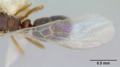 Hypoponera opacior specimen CASENT0173295 image casent0173295_2