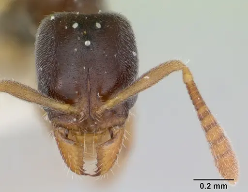 Hypoponera opacior specimen CASENT0173295 image casent0173295_3