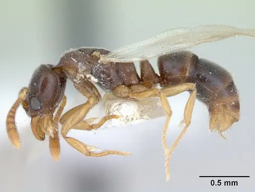Hypoponera opacior specimen CASENT0173295 image casent0173295_4