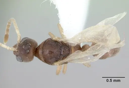 Hypoponera opacior specimen CASENT0173296 image casent0173296_1