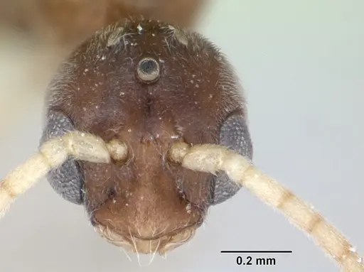 Hypoponera opacior specimen CASENT0173296 image casent0173296_2