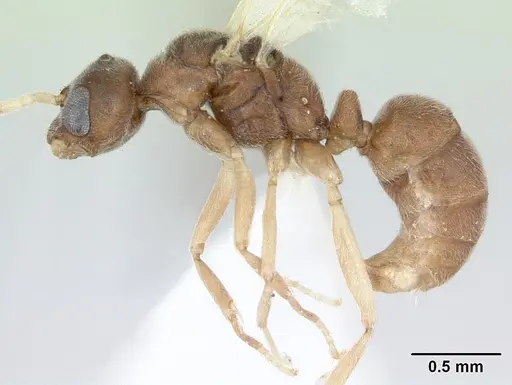 Hypoponera opacior specimen CASENT0173296 image casent0173296_3