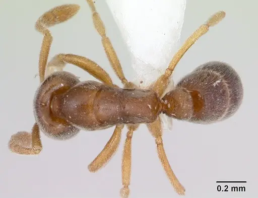 Hypoponera opacior specimen CASENT0173297 image casent0173297_1