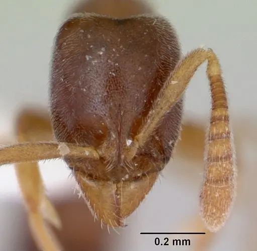 Hypoponera opacior specimen CASENT0173297 image casent0173297_2
