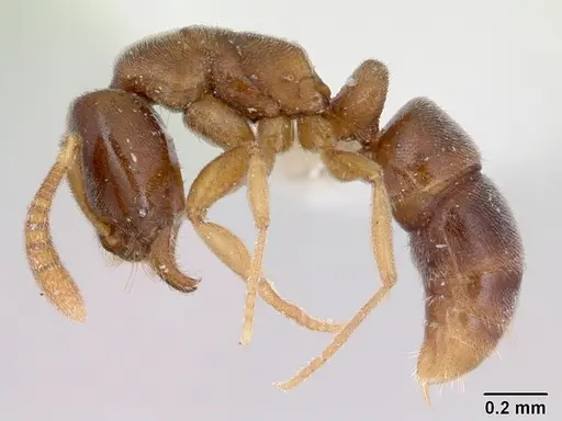 Hypoponera opacior specimen CASENT0173297 image casent0173297_3