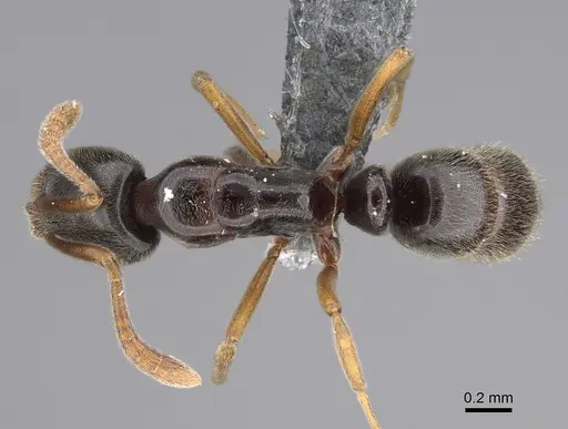 Hypoponera opacior specimen CASENT0766197 image casent0766197_1