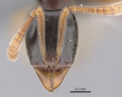Hypoponera opacior specimen CASENT0766197 image casent0766197_2