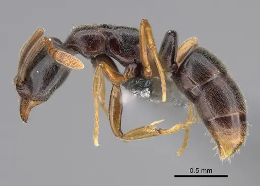 Hypoponera opacior specimen CASENT0766197 image casent0766197_3