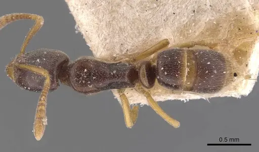 Hypoponera opacior specimen CASENT0907333 image casent0907333_1