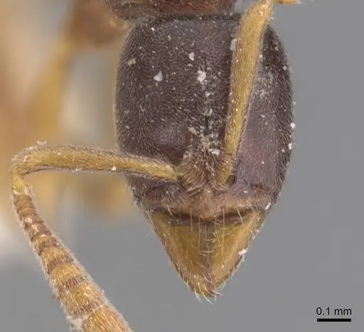 Hypoponera opacior specimen CASENT0907333 image casent0907333_2