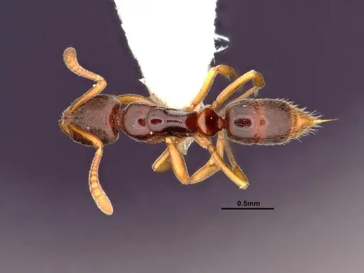 Hypoponera opacior specimen CASENT4032277 image casent4032277_1