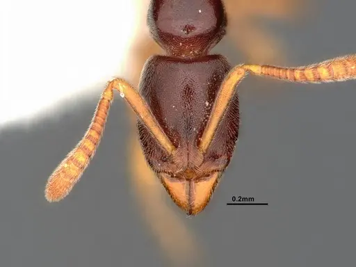 Hypoponera opacior specimen CASENT4032277 image casent4032277_2