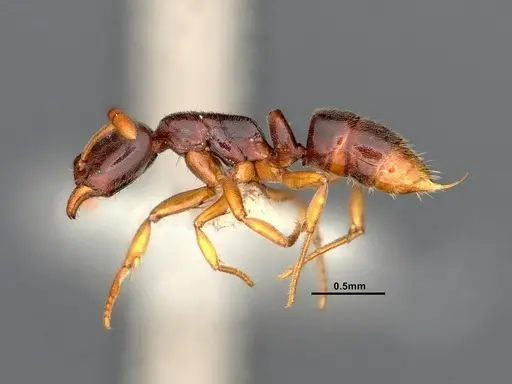 Hypoponera opacior specimen CASENT4032277 image casent4032277_3