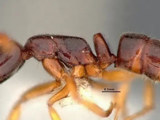 Hypoponera opacior specimen CASENT4032277 image casent4032277_4