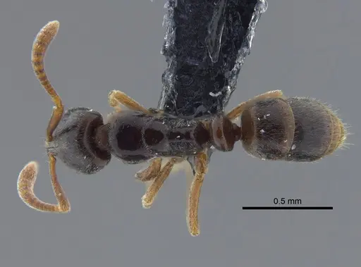 Hypoponera opacior specimen CBUMAGENT41731 image cbumagent41731_1