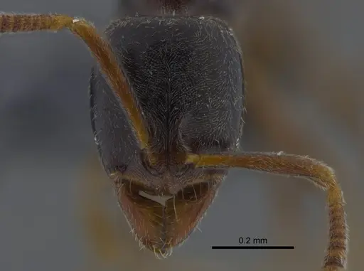Hypoponera opacior specimen CBUMAGENT41731 image cbumagent41731_2