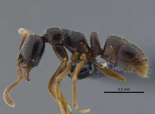 Hypoponera opacior specimen CBUMAGENT41731 image cbumagent41731_3