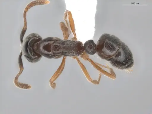Hypoponera opacior specimen ECOFOG-BUG-0453-13 image ecofog-bug-0453-13_1