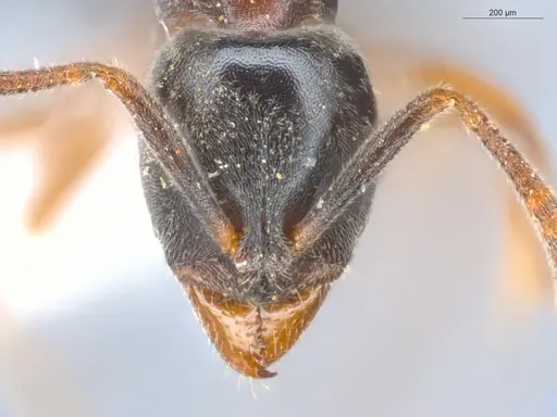 Hypoponera opacior specimen ECOFOG-BUG-0453-13 image ecofog-bug-0453-13_2