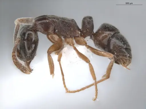 Hypoponera opacior specimen ECOFOG-BUG-0453-13 image ecofog-bug-0453-13_3