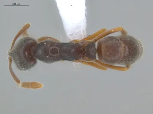 Hypoponera opacior specimen ECOFOG-SL13-1191-46 image ecofog-sl13-1191-46_1