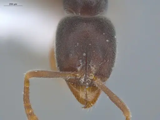 Hypoponera opacior specimen ECOFOG-SL13-1191-46 image ecofog-sl13-1191-46_2