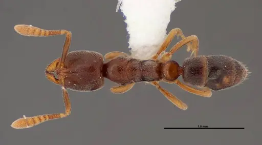 Hypoponera opacior specimen FMNHINS0000062864 image fmnhins0000062864_1
