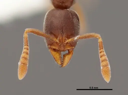 Hypoponera opacior specimen FMNHINS0000062864 image fmnhins0000062864_2
