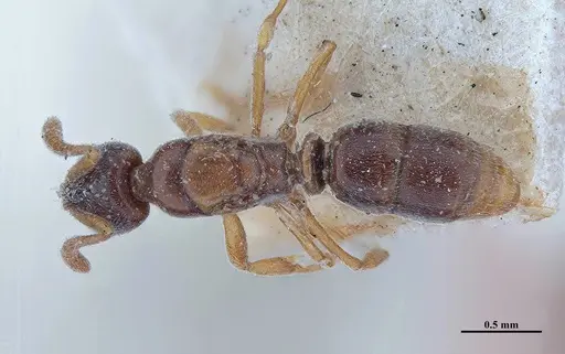 Hypoponera opacior specimen MHNGENTO00094350 image mhngento00094350_1
