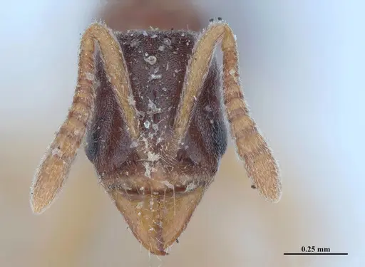 Hypoponera opacior specimen MHNGENTO00094350 image mhngento00094350_2