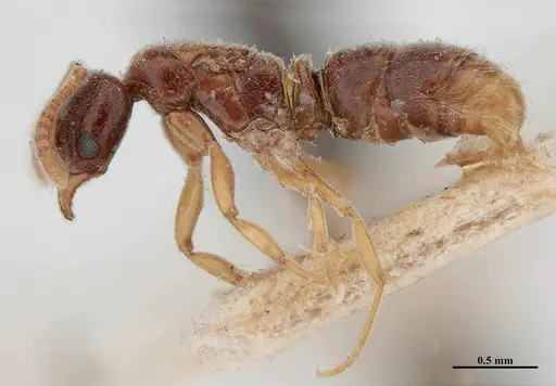 Hypoponera opacior specimen MHNGENTO00094350 image mhngento00094350_3