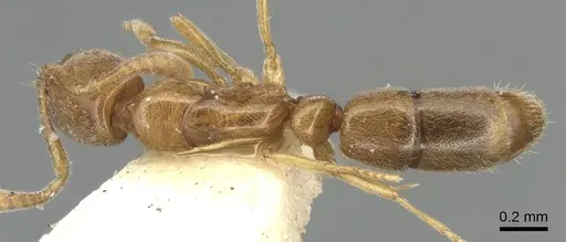 Hypoponera orba specimen CASENT0903908 image casent0903908_1