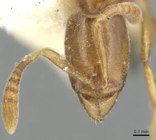 Hypoponera orba specimen CASENT0903908 image casent0903908_2