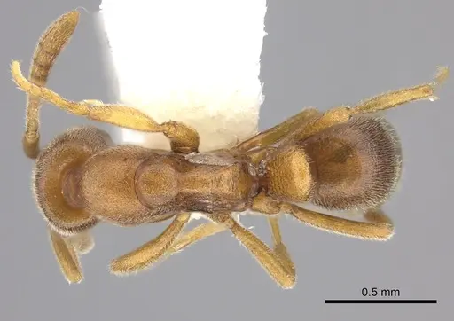 Hypoponera pallidula specimen CASENT0270520 image casent0270520_1