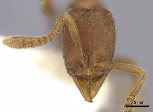 Hypoponera pallidula specimen CASENT0270520 image casent0270520_2