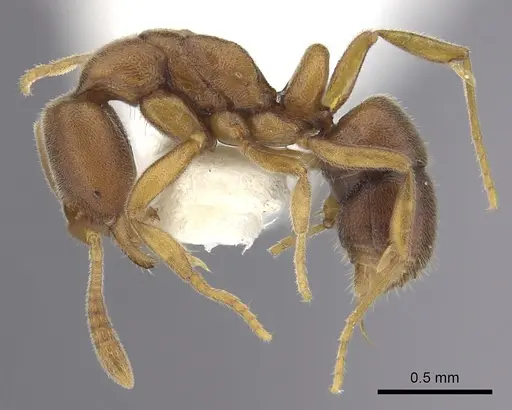 Hypoponera pallidula specimen CASENT0270520 image casent0270520_3