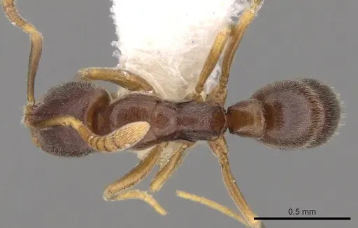 Hypoponera pallidula specimen CASENT0281912 image casent0281912_1