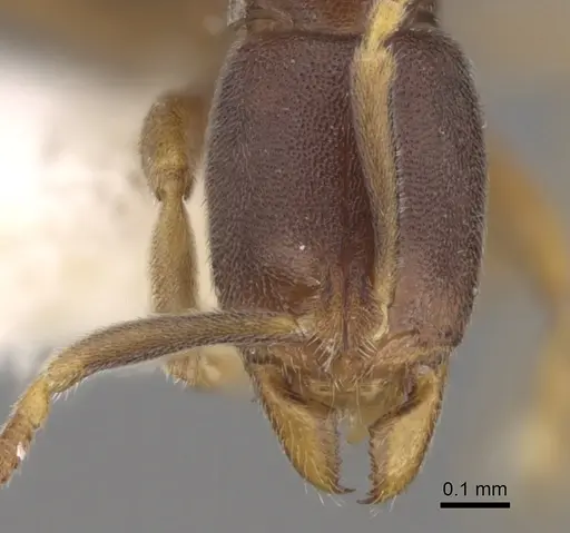 Hypoponera pallidula specimen CASENT0281912 image casent0281912_2