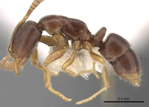 Hypoponera pallidula specimen CASENT0281912 image casent0281912_3