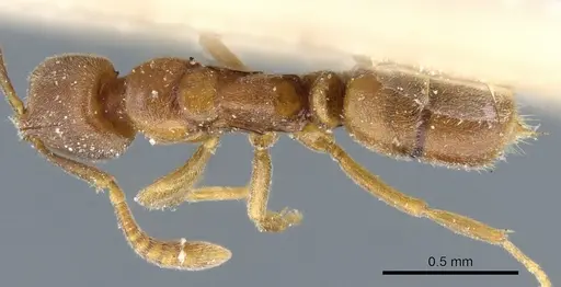 Hypoponera pallidula specimen CASENT0903917 image casent0903917_1