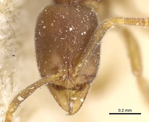 Hypoponera pallidula specimen CASENT0903917 image casent0903917_2