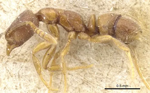 Hypoponera pallidula specimen CASENT0903917 image casent0903917_3