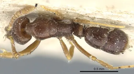 Hypoponera pallidula specimen CASENT0903918 image casent0903918_1