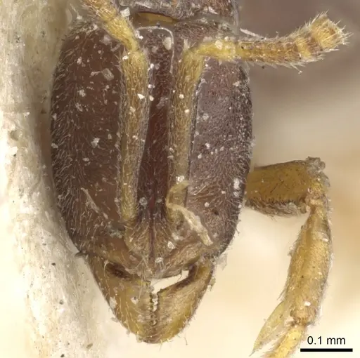 Hypoponera pallidula specimen CASENT0903918 image casent0903918_2