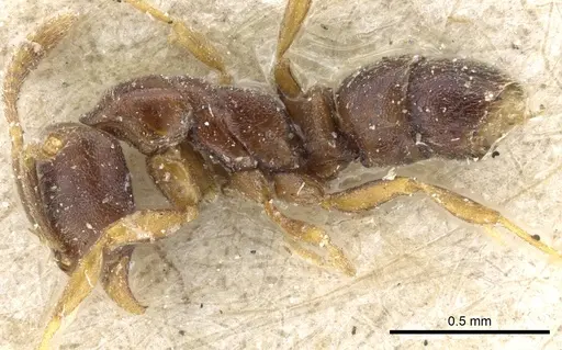 Hypoponera pallidula specimen CASENT0903918 image casent0903918_3