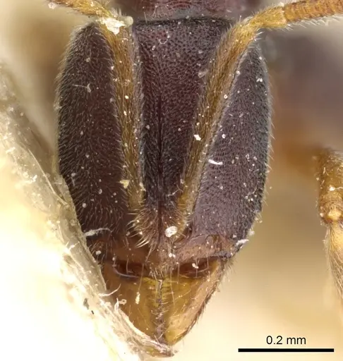 Hypoponera papuana specimen CASENT0903914 image casent0903914_2