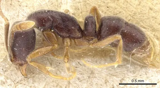 Hypoponera papuana specimen CASENT0903914 image casent0903914_3