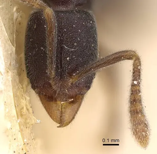 Hypoponera papuana specimen CASENT0922244 image casent0922244_2